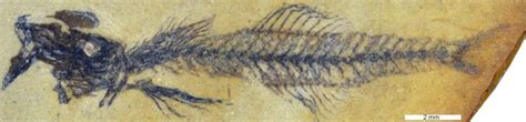 dragon fish fossils.